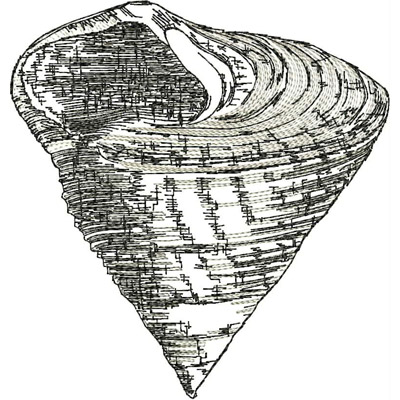 An embroidery design of a spiral shell featuring intricate line detailing and shading to create a textured appearance.