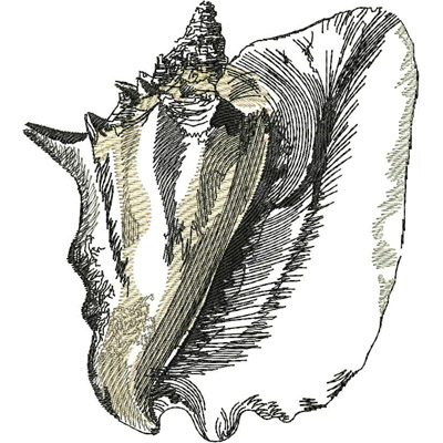 An embroidery design of a detailed seashell featuring intricate lines and textures.