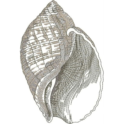 An embroidery design of a detailed, intricately patterned shell showcasing its natural ridges and contours.