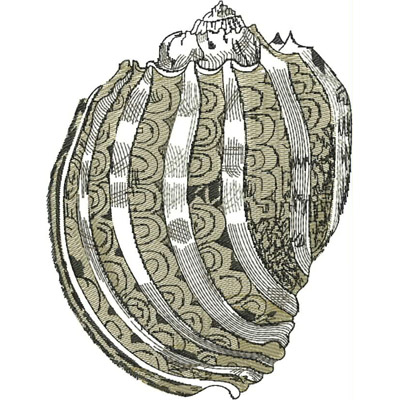 An embroidery design of a detailed seashell featuring intricate lines and textured patterns.