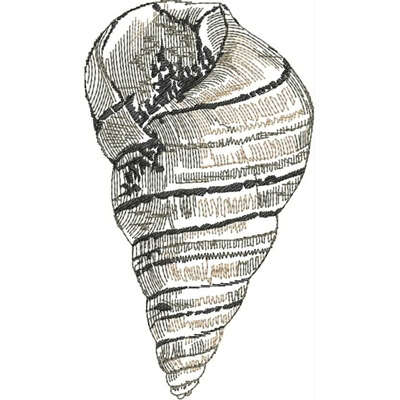 An embroidery design of a detailed seashell, featuring intricate lines and curves.