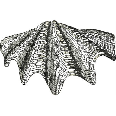 An embroidery design of a detailed and intricately textured shell with wavy lines and curves.