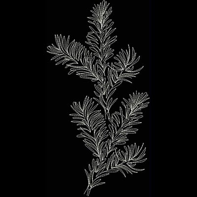 An embroidery design of a detailed sprig of leaves with intricate, fine lines capturing the natural elegance of foliage.