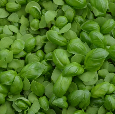 An embroidery design of vibrant green basil leaves layered intricately.